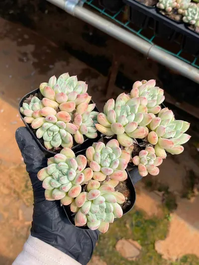 Echeveria 'Merlot' Cluster (梅洛群) succulent — wholesale bare-root export from Yunnan, China (4 of 4)