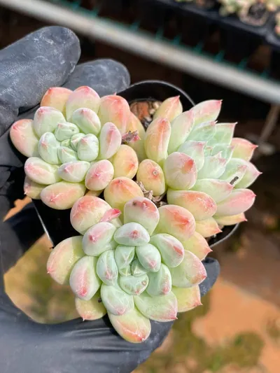 Echeveria Echeveria 'Merlot' Cluster succulent — wholesale export from Yunnan, China