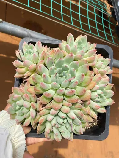 Echeveria 'Merlot' (梅洛) succulent — wholesale bare-root export from Yunnan, China (2 of 4)