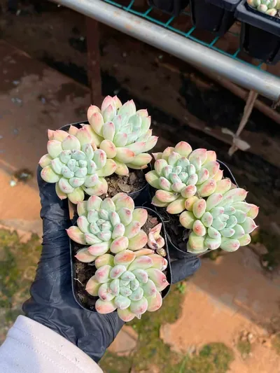 Echeveria 'Merlot' Twin-head (梅洛双头) succulent — wholesale bare-root export from Yunnan, China (3 of 4)