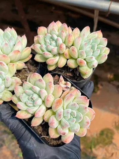 Echeveria 'Merlot' Twin-head (梅洛双头) succulent — wholesale bare-root export from Yunnan, China (2 of 4)