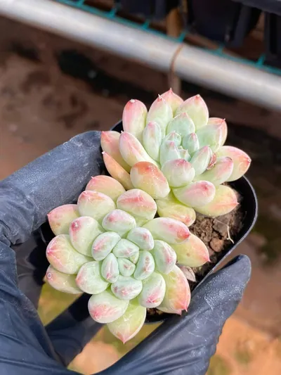 Echeveria Echeveria 'Merlot' Twin-head succulent — wholesale export from Yunnan, China