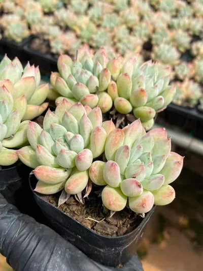 Echeveria 'Merlot' Twin-head (梅洛双头) succulent — wholesale bare-root export from Yunnan, China (4 of 4)