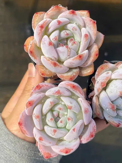 Echeveria 'Monroe' (梦露) succulent — wholesale bare-root export from Yunnan, China (2 of 5)