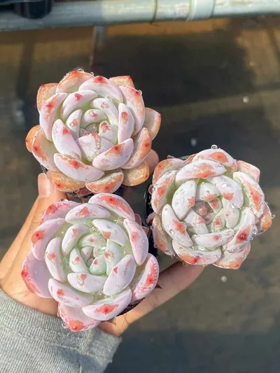 Echeveria 'Monroe' (梦露) succulent — wholesale bare-root export from Yunnan, China (3 of 5)