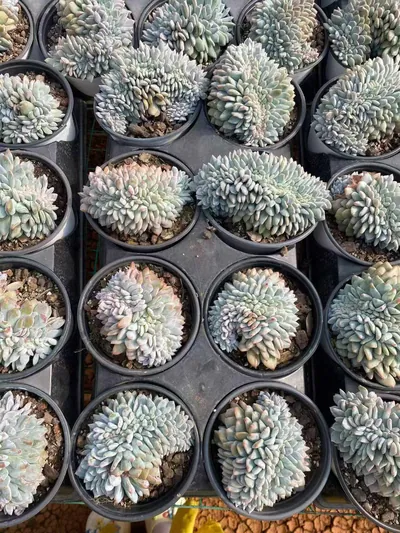 Echeveria 'Monroe' Crested (梦露缀) succulent — wholesale bare-root export from Yunnan, China (2 of 8)