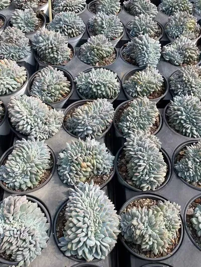 Echeveria 'Monroe' Crested (梦露缀) succulent — wholesale bare-root export from Yunnan, China (7 of 8)