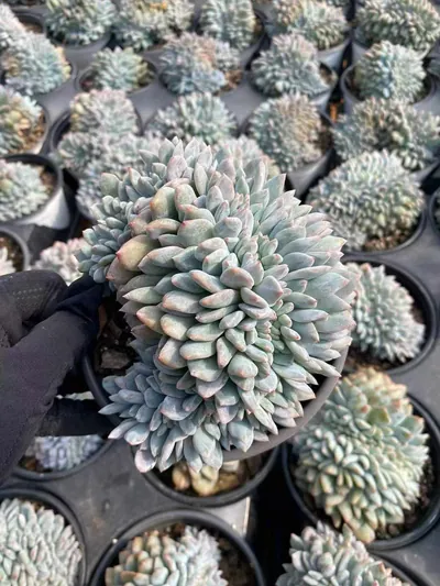 Echeveria 'Monroe' Crested (梦露缀) succulent — wholesale bare-root export from Yunnan, China (4 of 8)