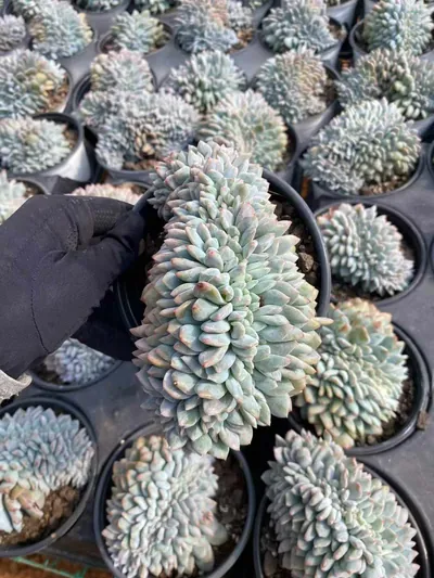 Echeveria 'Monroe' Crested (梦露缀) succulent — wholesale bare-root export from Yunnan, China (3 of 8)