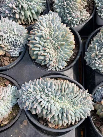 Echeveria 'Monroe' Crested (梦露缀) succulent — wholesale bare-root export from Yunnan, China (6 of 8)