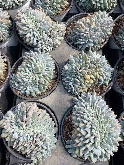 Echeveria 'Monroe' Crested (梦露缀) succulent — wholesale bare-root export from Yunnan, China (8 of 8)