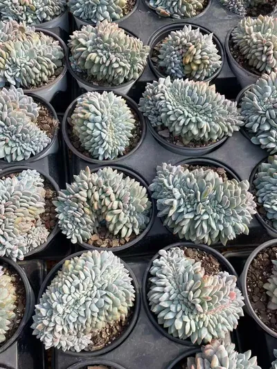Echeveria 'Monroe' Crested (梦露缀) succulent — wholesale bare-root export from Yunnan, China (5 of 8)