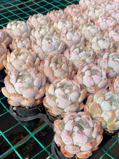Echeveria 'Monroe' (梦露) succulent — wholesale bare-root export from Yunnan, China (5 of 5)