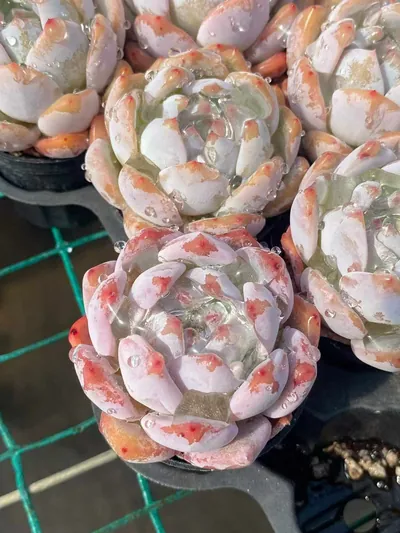 Echeveria 'Monroe' (梦露) succulent — wholesale bare-root export from Yunnan, China (4 of 5)