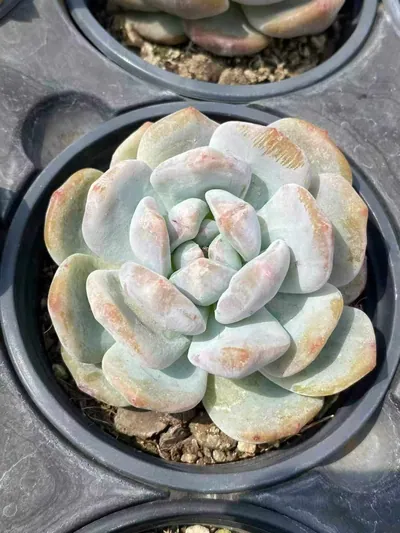 Echeveria 'Monroe' Monstrose (梦露石化) succulent — wholesale bare-root export from Yunnan, China (5 of 5)