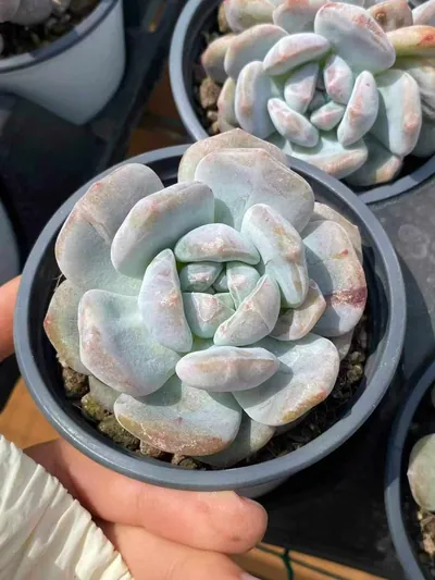Echeveria 'Monroe' Monstrose (梦露石化) succulent — wholesale bare-root export from Yunnan, China (3 of 5)