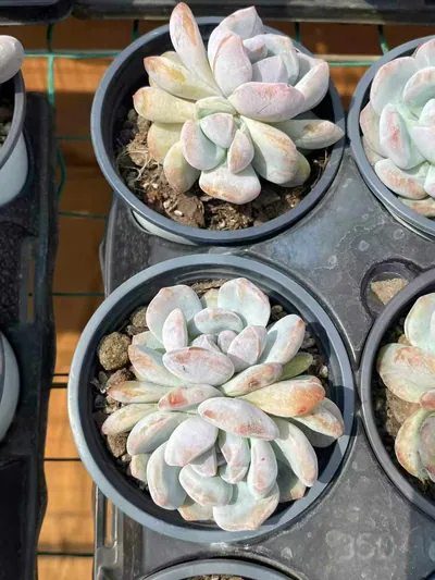 Echeveria 'Monroe' Monstrose (梦露石化) succulent — wholesale bare-root export from Yunnan, China (4 of 5)