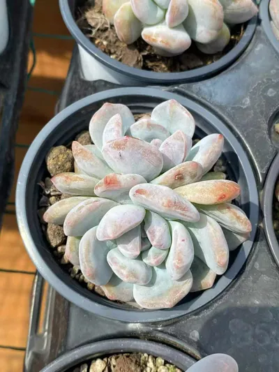 Echeveria 'Monroe' Monstrose (梦露石化) succulent — wholesale bare-root export from Yunnan, China (2 of 5)