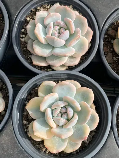 Echeveria 'Monroe' Variegated Single (梦露锦单头) succulent — wholesale bare-root export from Yunnan, China (3 of 3)