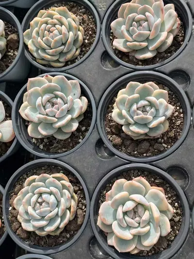 Echeveria 'Monroe' Variegated Single (梦露锦单头) succulent — wholesale bare-root export from Yunnan, China (2 of 3)