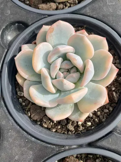 Echeveria Echeveria 'Monroe' Variegated Single succulent — wholesale export from Yunnan, China