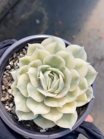 Echeveria 'Onslow' Single (昂斯诺锦纯单头) succulent — wholesale bare-root export from Yunnan, China (5 of 5)