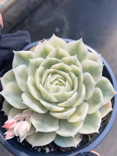 Echeveria 'Onslow' Single (昂斯诺锦纯单头) succulent — wholesale bare-root export from Yunnan, China (3 of 5)