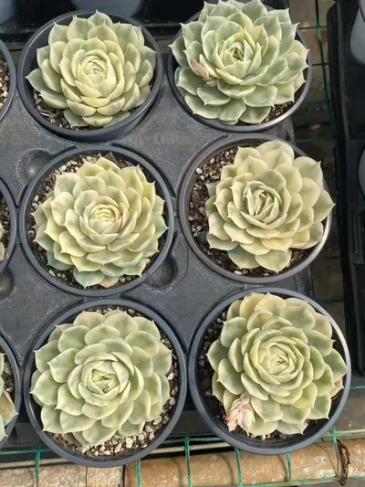 Echeveria 'Onslow' Single (昂斯诺锦纯单头) succulent — wholesale bare-root export from Yunnan, China (4 of 5)