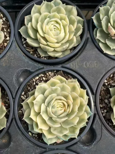 Echeveria 'Onslow' Single (昂斯诺锦纯单头) succulent — wholesale bare-root export from Yunnan, China (2 of 5)