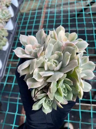 Echeveria 'Onslow' Variegated Cluster (昂斯诺锦群) succulent — wholesale bare-root export from Yunnan, China (2 of 5)