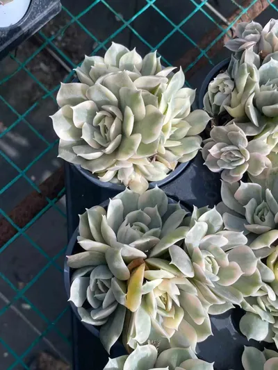 Echeveria 'Onslow' Variegated Cluster (昂斯诺锦群) succulent — wholesale bare-root export from Yunnan, China (4 of 5)