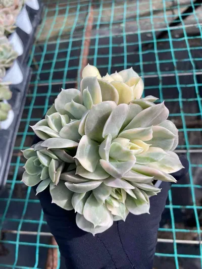 Echeveria Echeveria 'Onslow' Variegated Cluster succulent — wholesale export from Yunnan, China