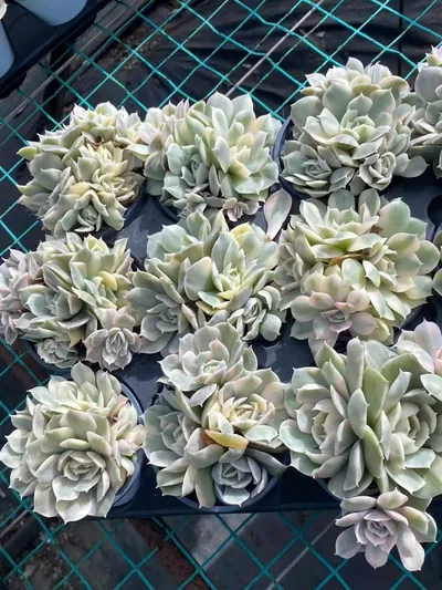 Echeveria 'Onslow' Variegated Cluster (昂斯诺锦群) succulent — wholesale bare-root export from Yunnan, China (5 of 5)