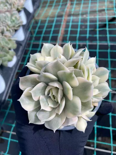 Echeveria 'Onslow' Variegated Cluster (昂斯诺锦群) succulent — wholesale bare-root export from Yunnan, China (3 of 5)