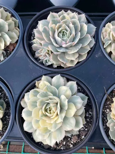 Echeveria 'Onslow' Variegated Single w/ Offsets (昂斯诺锦单头带惠) succulent — wholesale bare-root export from Yunnan, China (4 of 5)