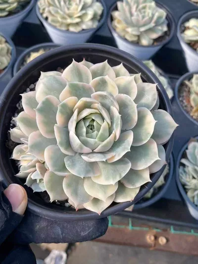 Echeveria Echeveria 'Onslow' Variegated Single w/ Offsets succulent — wholesale export from Yunnan, China
