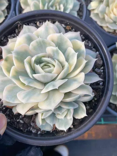 Echeveria 'Onslow' Variegated Single w/ Offsets (昂斯诺锦单头带惠) succulent — wholesale bare-root export from Yunnan, China (5 of 5)