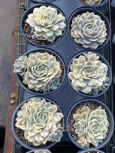Echeveria 'Onslow' Variegated Single w/ Offsets (昂斯诺锦单头带惠) succulent — wholesale bare-root export from Yunnan, China (3 of 5)