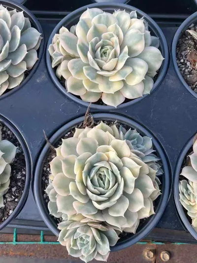 Echeveria 'Onslow' Variegated Single w/ Offsets (昂斯诺锦单头带惠) succulent — wholesale bare-root export from Yunnan, China (2 of 5)