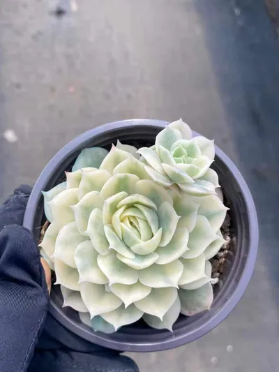 Echeveria 'Onslow' Variegated w/ Offsets (昂斯诺锦带惠惠（注意仔细看图) succulent — wholesale bare-root export from Yunnan, China (3 of 6)