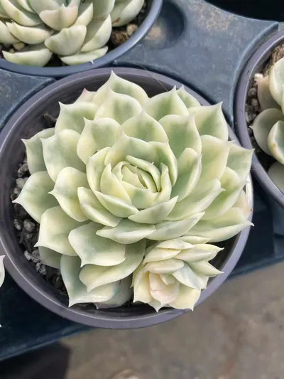 Echeveria 'Onslow' Variegated w/ Offsets (昂斯诺锦带惠惠（注意仔细看图) succulent — wholesale bare-root export from Yunnan, China (4 of 6)