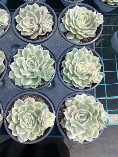 Echeveria 'Onslow' Variegated w/ Offsets (昂斯诺锦带惠惠（注意仔细看图) succulent — wholesale bare-root export from Yunnan, China (6 of 6)