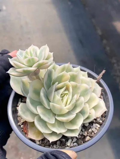 Echeveria 'Onslow' Variegated w/ Offsets (昂斯诺锦带惠惠（注意仔细看图) succulent — wholesale bare-root export from Yunnan, China (2 of 6)