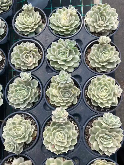 Echeveria 'Onslow' Variegated w/ Offsets (昂斯诺锦带惠惠（注意仔细看图) succulent — wholesale bare-root export from Yunnan, China (5 of 6)
