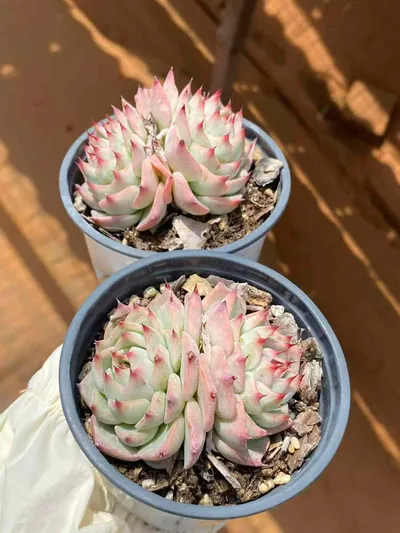 Echeveria 'Oscar' Twin-head (奥斯卡双头) succulent — wholesale bare-root export from Yunnan, China (4 of 7)