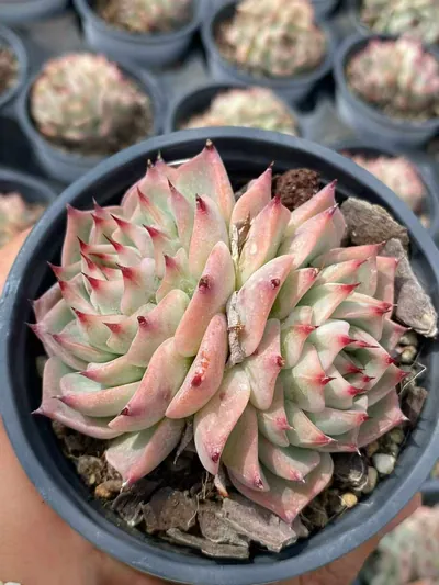 Echeveria 'Oscar' Twin-head (奥斯卡双头) succulent — wholesale bare-root export from Yunnan, China (2 of 7)