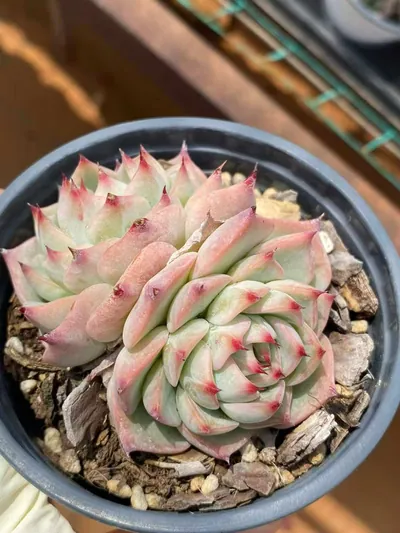 Echeveria 'Oscar' Twin-head (奥斯卡双头) succulent — wholesale bare-root export from Yunnan, China (5 of 7)