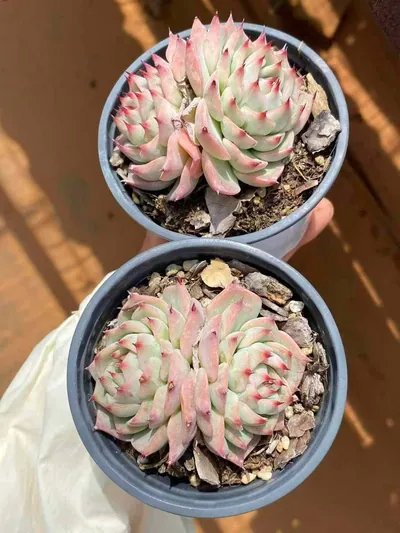 Echeveria 'Oscar' Twin-head (奥斯卡双头) succulent — wholesale bare-root export from Yunnan, China (6 of 7)
