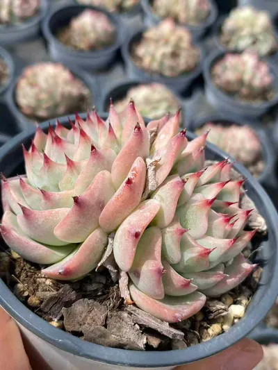 Echeveria Echeveria 'Oscar' Twin-head succulent — wholesale export from Yunnan, China