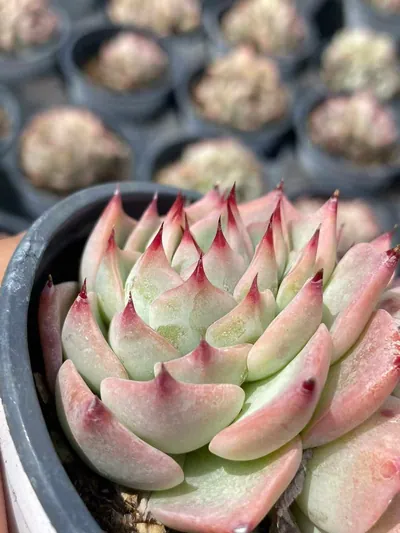Echeveria 'Oscar' Twin-head (奥斯卡双头) succulent — wholesale bare-root export from Yunnan, China (3 of 7)